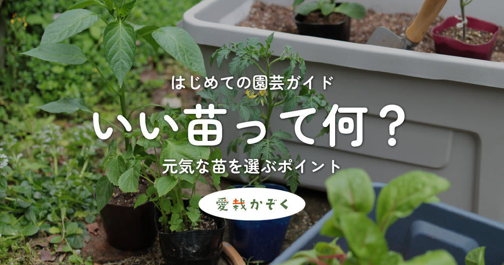 いい苗って何?