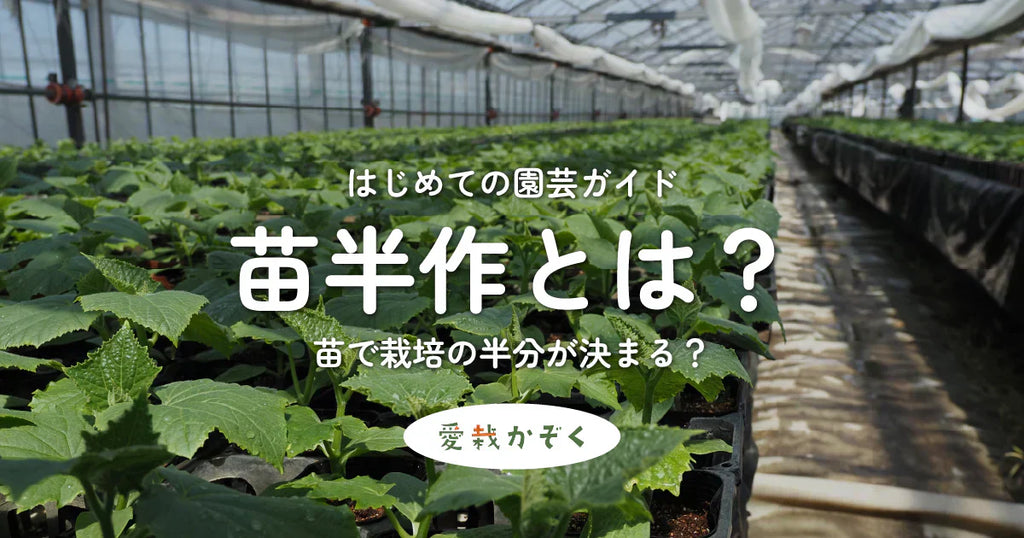 苗半作とは?