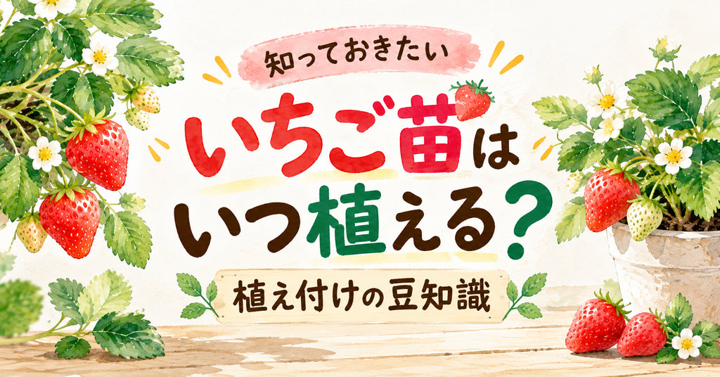 いちご苗はいつ植える?
