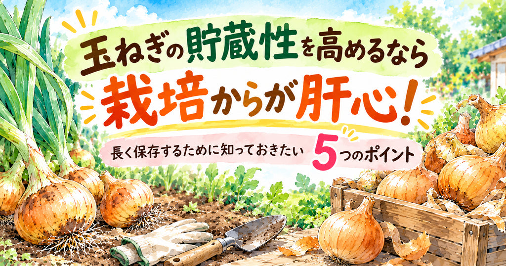 玉ねぎの貯蔵性を高めるなら、栽培からが肝心!