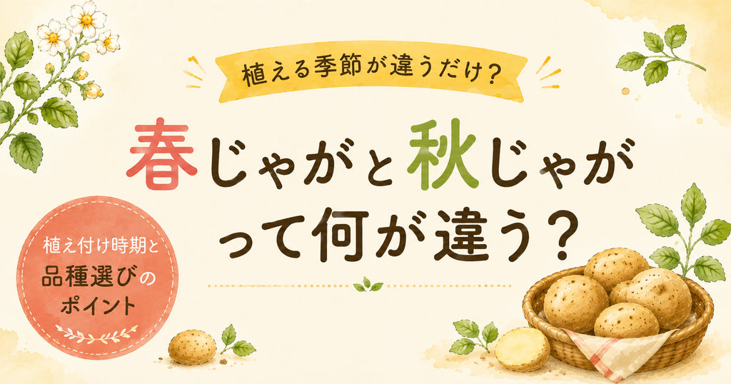 春じゃがと秋じゃがって何が違う?