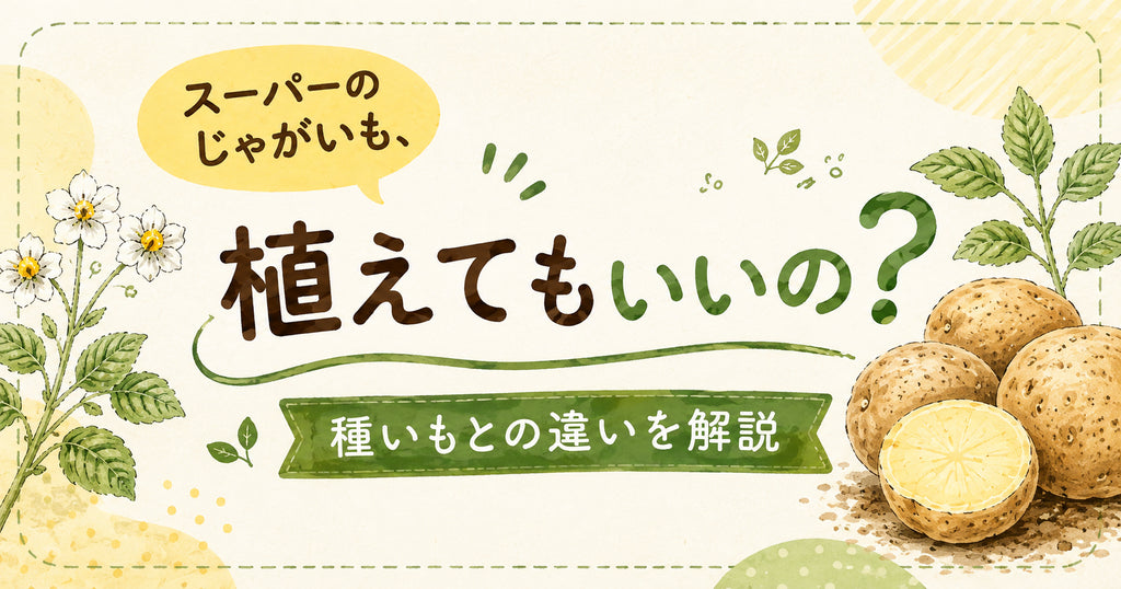 スーパーのじゃがいも、植えてもいいの?
