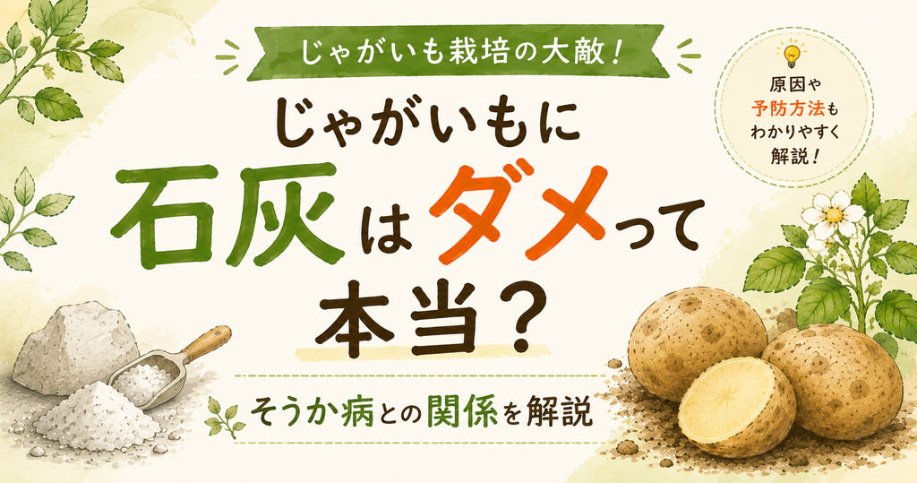 じゃがいもに石灰はダメって本当?