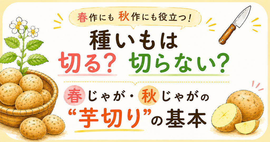 春じゃが・秋じゃがの芋切りの基本