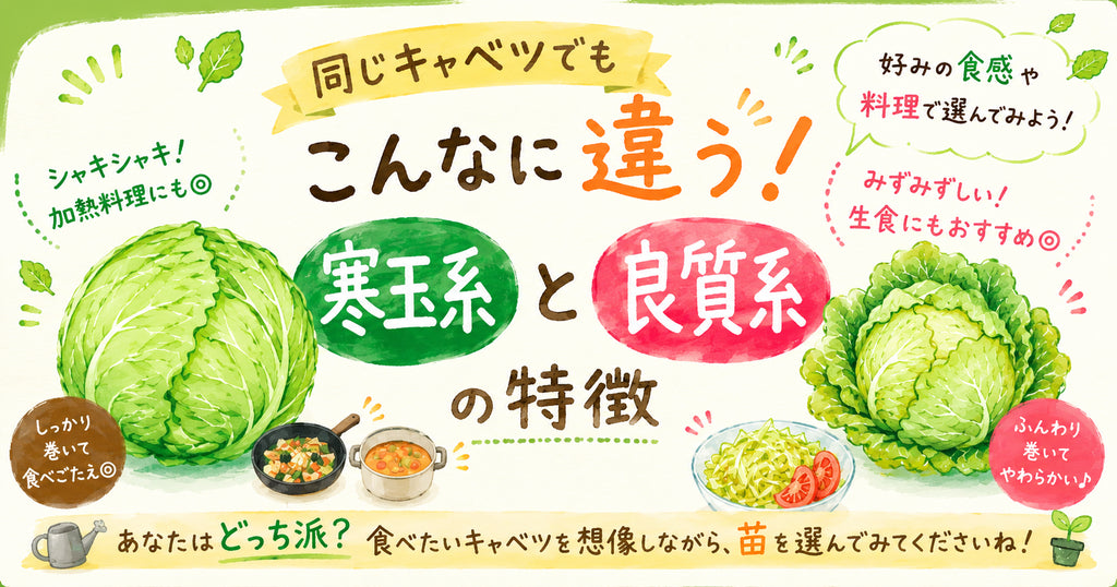 「寒玉系」と「良質系」の特徴