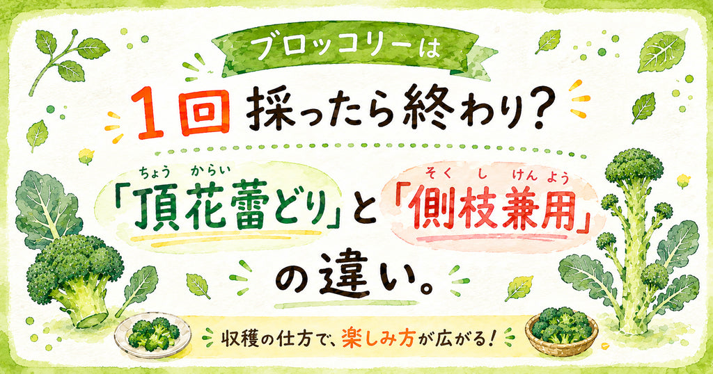 「頂花蕾どり」と「側枝兼用」の違い