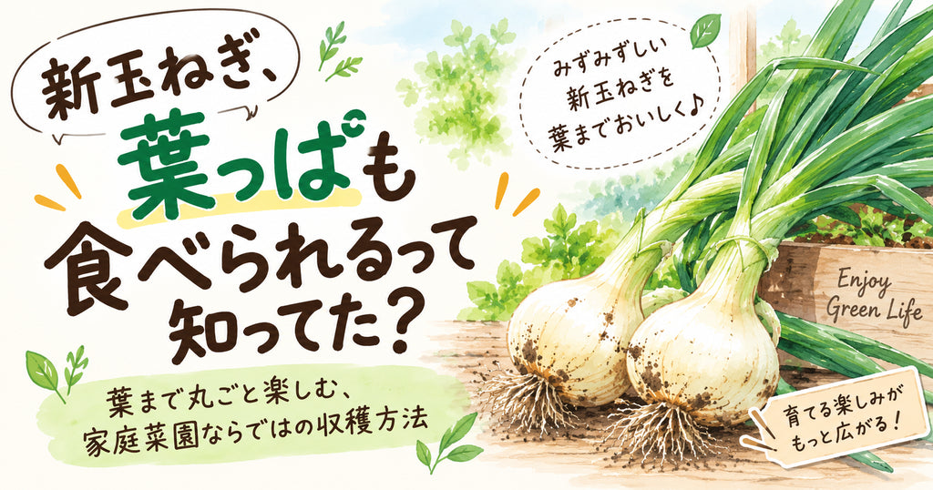 新玉ねぎ、葉っぱも食べられるって知ってた?