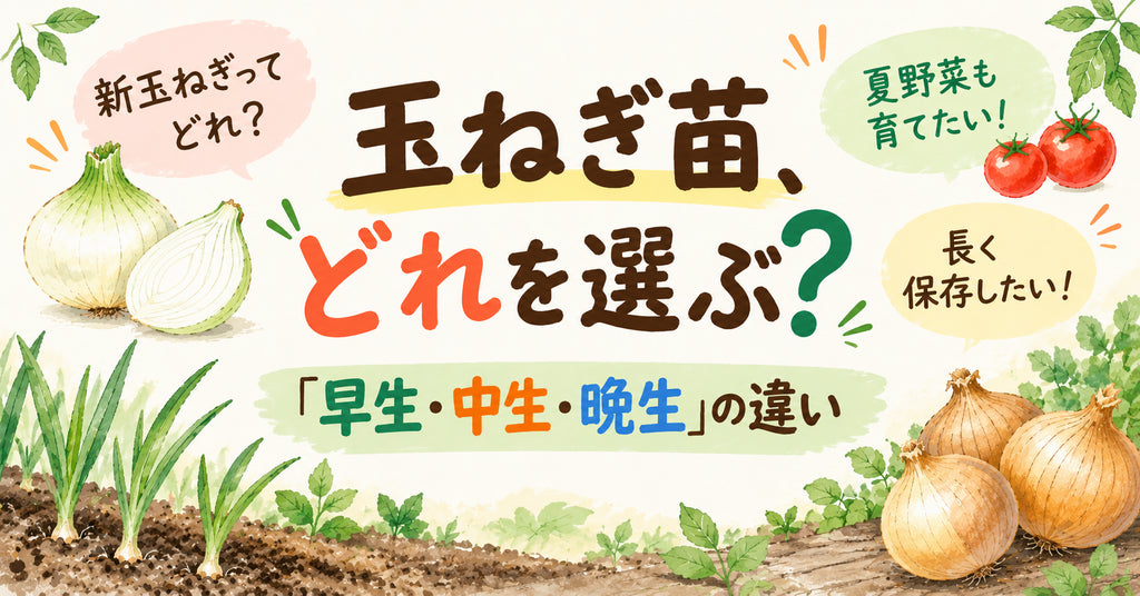 玉ねぎ苗、どれを選ぶ?