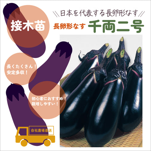 初めての家庭菜園6種セット|夏野菜苗セット|ミニトマト・大玉トマト・きゅうり・なす・ピーマン・とうがらし