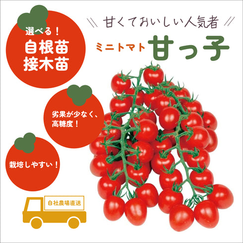 甘っ子|ミニトマト|接木・自根苗選択可