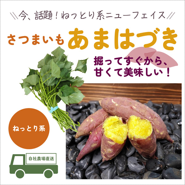あまはづき/ねっとり系|さつまいも苗|10本束|品種登録番号:第30266号 (海外持出禁止)