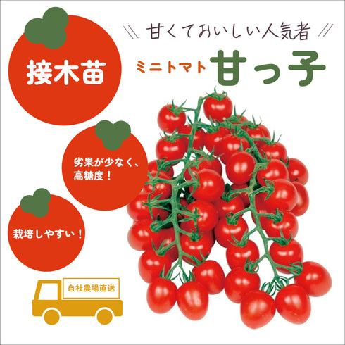 人気ミニトマト3種セット|ミニトマト苗セット