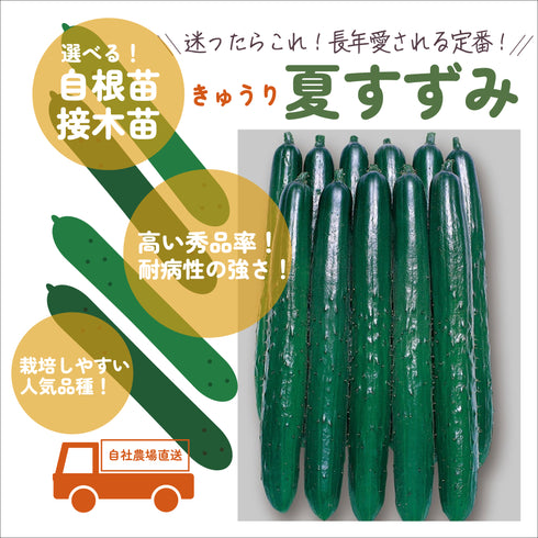 夏すずみ|きゅうり苗|接木・自根選択可