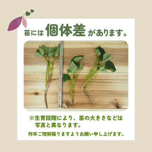 安納芋/ねっとり系|さつまいも苗|10本束