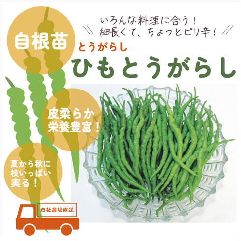 個性派とうがらし3種セット|とうがらし苗セット