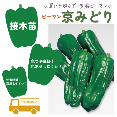 初めての家庭菜園6種セット|夏野菜苗セット|ミニトマト・大玉トマト・きゅうり・なす・ピーマン・とうがらし