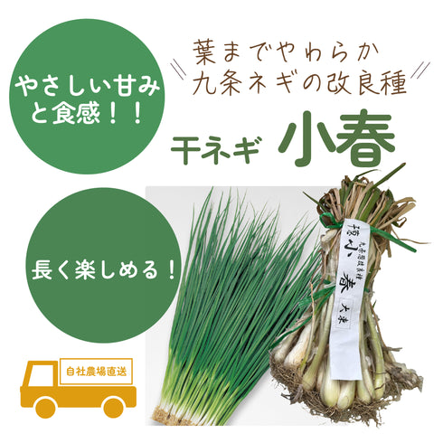 小春|干ネギ苗(葉ねぎ)