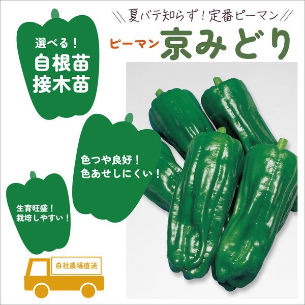 京みどり|ピーマン苗|接木・自根苗選択可