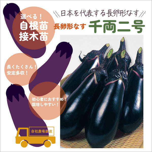 千両二号|なす苗|接木・自根苗選択可