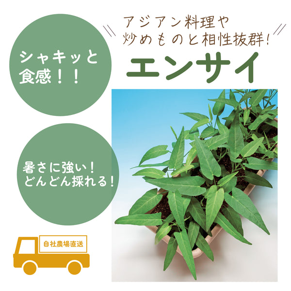 エンサイ|葉物野菜