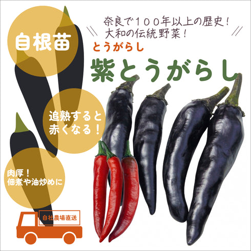 個性派とうがらし3種セット|とうがらし苗セット