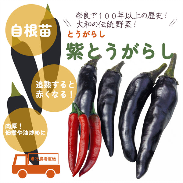紫とうがらし|とうがらし苗|自根苗