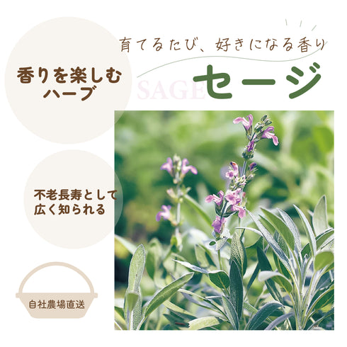 セージ|ハーブ苗