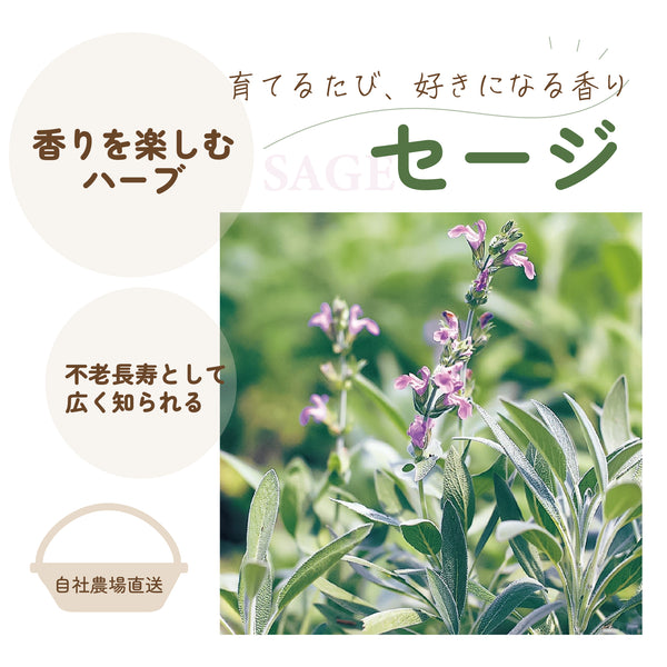 セージ|ハーブ苗