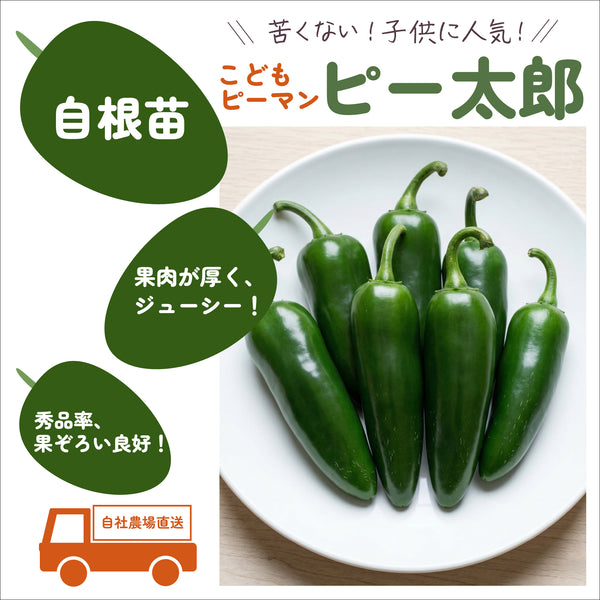 ピー太郎|ピーマン苗|自根苗