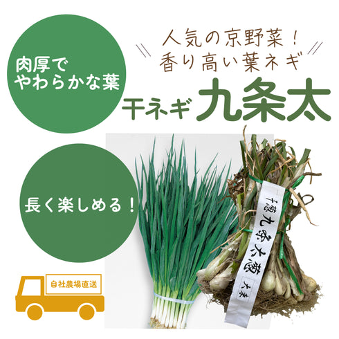 九条太|干ネギ苗(葉ねぎ)