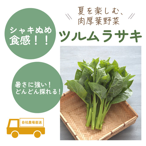 ツルムラサキ|葉物野菜