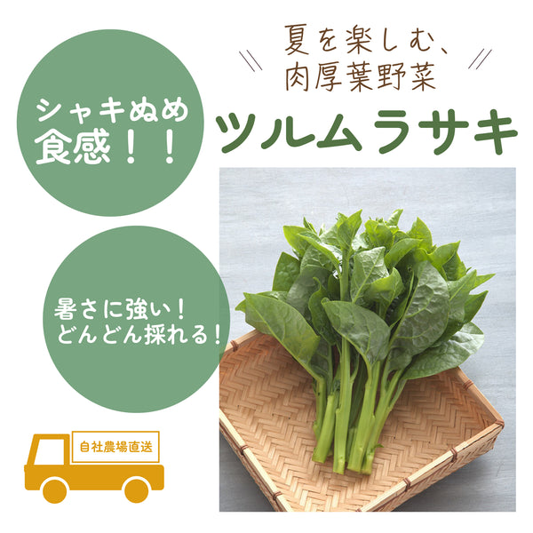 ツルムラサキ|葉物野菜