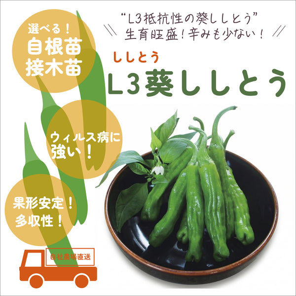 L3葵ししとう|ししとう苗|接木・自根苗選択可