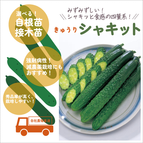 シャキット|きゅうり苗|接木・自根苗選択可
