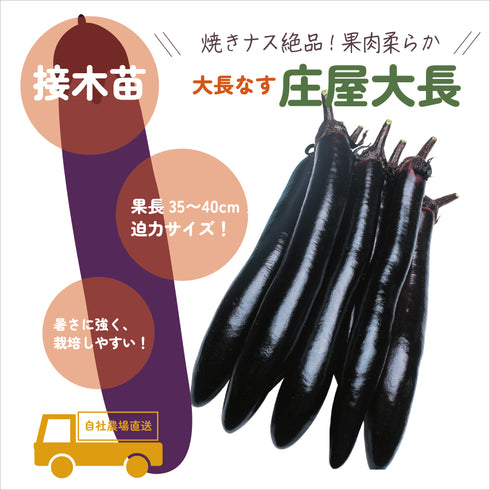 おすすめなす3種セット|なす苗セット