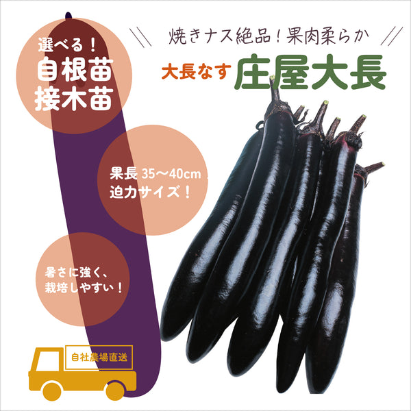 庄屋大長|なす苗|接木・自根苗選択可