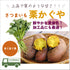 栗かぐや®/ほくほく系|さつまいも苗|10本束|登録品種( 登録名 HL1) 海外持出禁止
