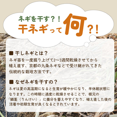 小春|干ネギ苗(葉ねぎ)