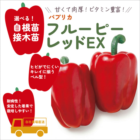 フルーピーレッドEX|パプリカ苗|接木・自根苗選択可