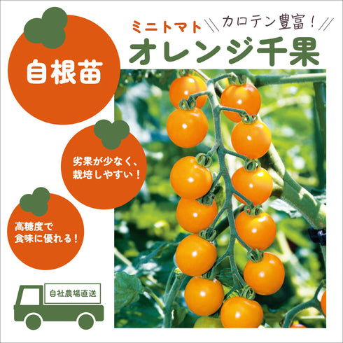 カラフルミニトマト3種セット|ミニトマト苗セット