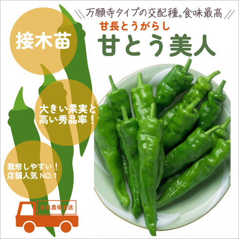 やさしいとうがらし3種セット|とうがらし苗セット