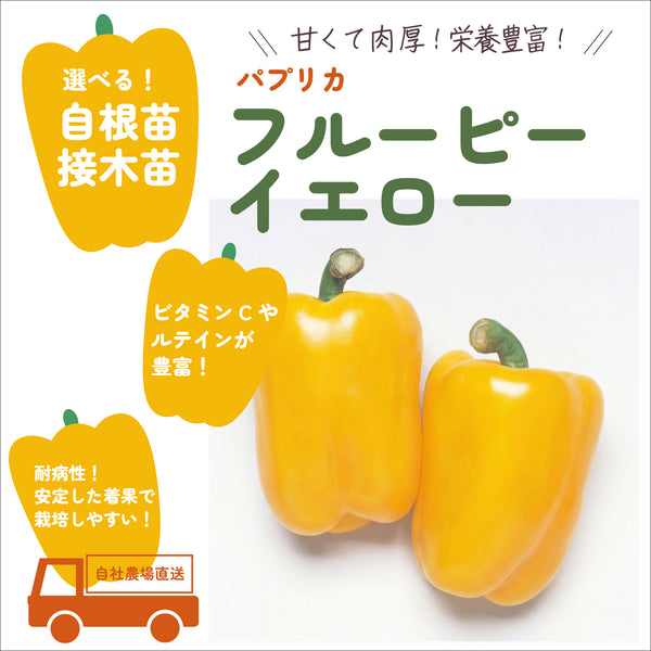 フルーピーイエロー|パプリカ苗|接木・自根苗選択可