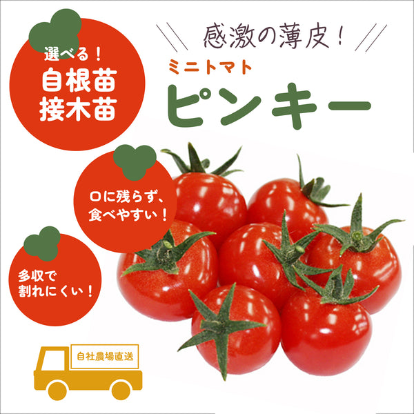 ピンキー|ミニトマト|接木・自根苗選択可