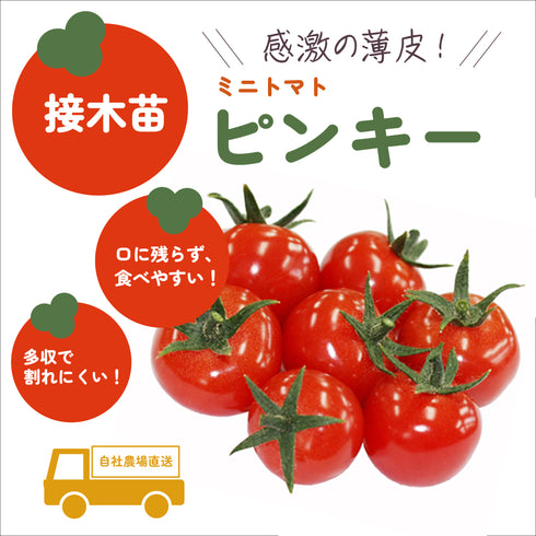 人気ミニトマト3種セット|ミニトマト苗セット