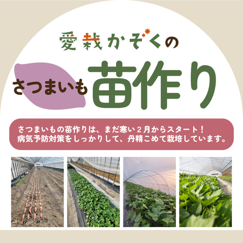 安納芋/ねっとり系|さつまいも苗|10本束