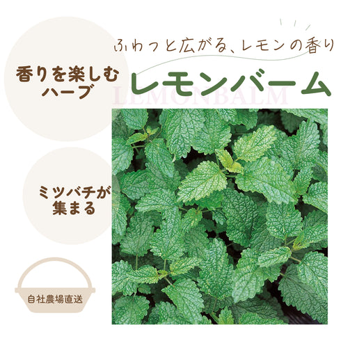 レモンバーム|ハーブ苗