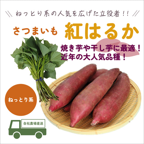 紅はるか/ねっとり系|さつまいも苗|10本束|品種登録番号:第19255号(海外持出禁止)