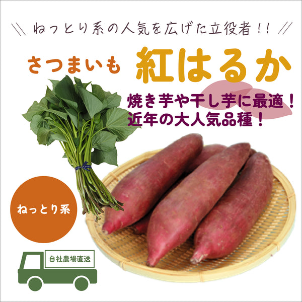 紅はるか/ねっとり系|さつまいも苗|10本束|品種登録番号:第19255号(海外持出禁止)