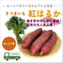 紅はるか/ねっとり系|さつまいも苗|10本束|品種登録番号:第19255号(海外持出禁止)
