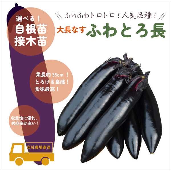 ふわとろ長|なす苗|接木・自根苗選択可